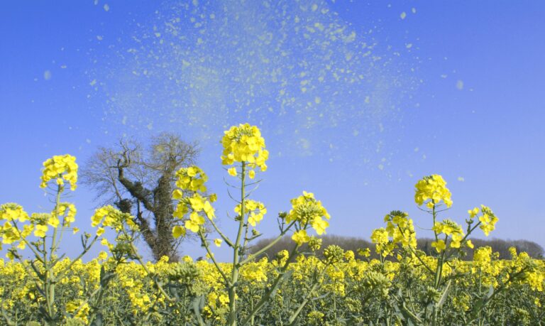 Pollen in the air